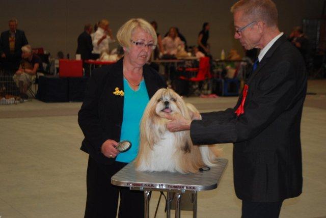 Shih Tzu Danmark